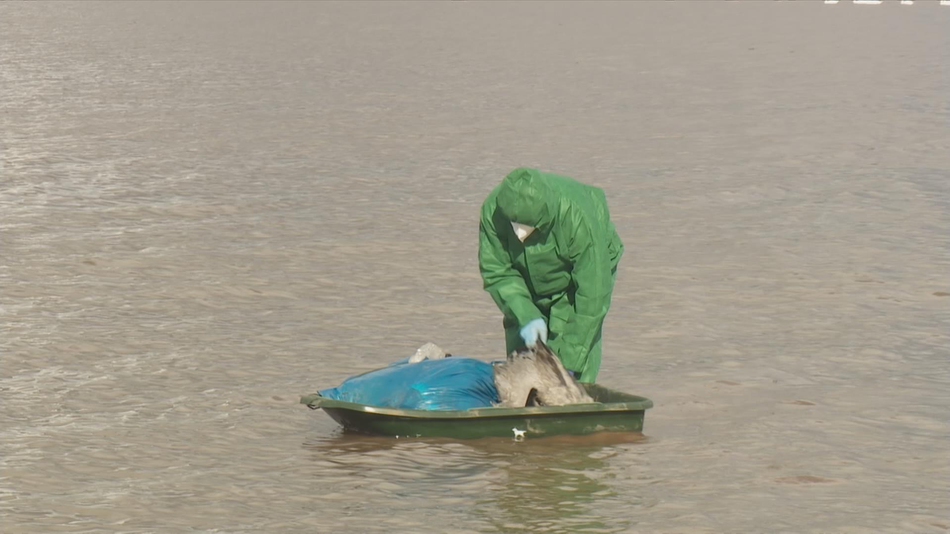 Mann legt toten Kranich in ein Boot