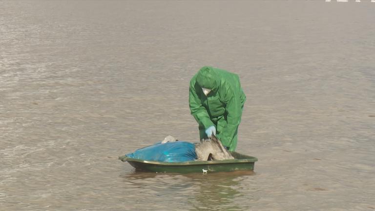 Mann legt toten Kranich in ein Boot