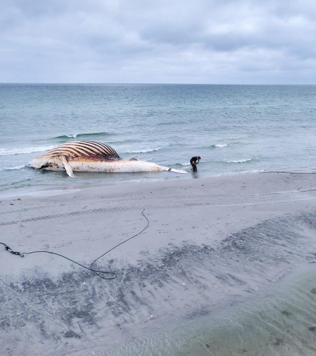 Der tote Wal wird am 30.05.2026 an Land der dänischen Insel Anholt gezogen.