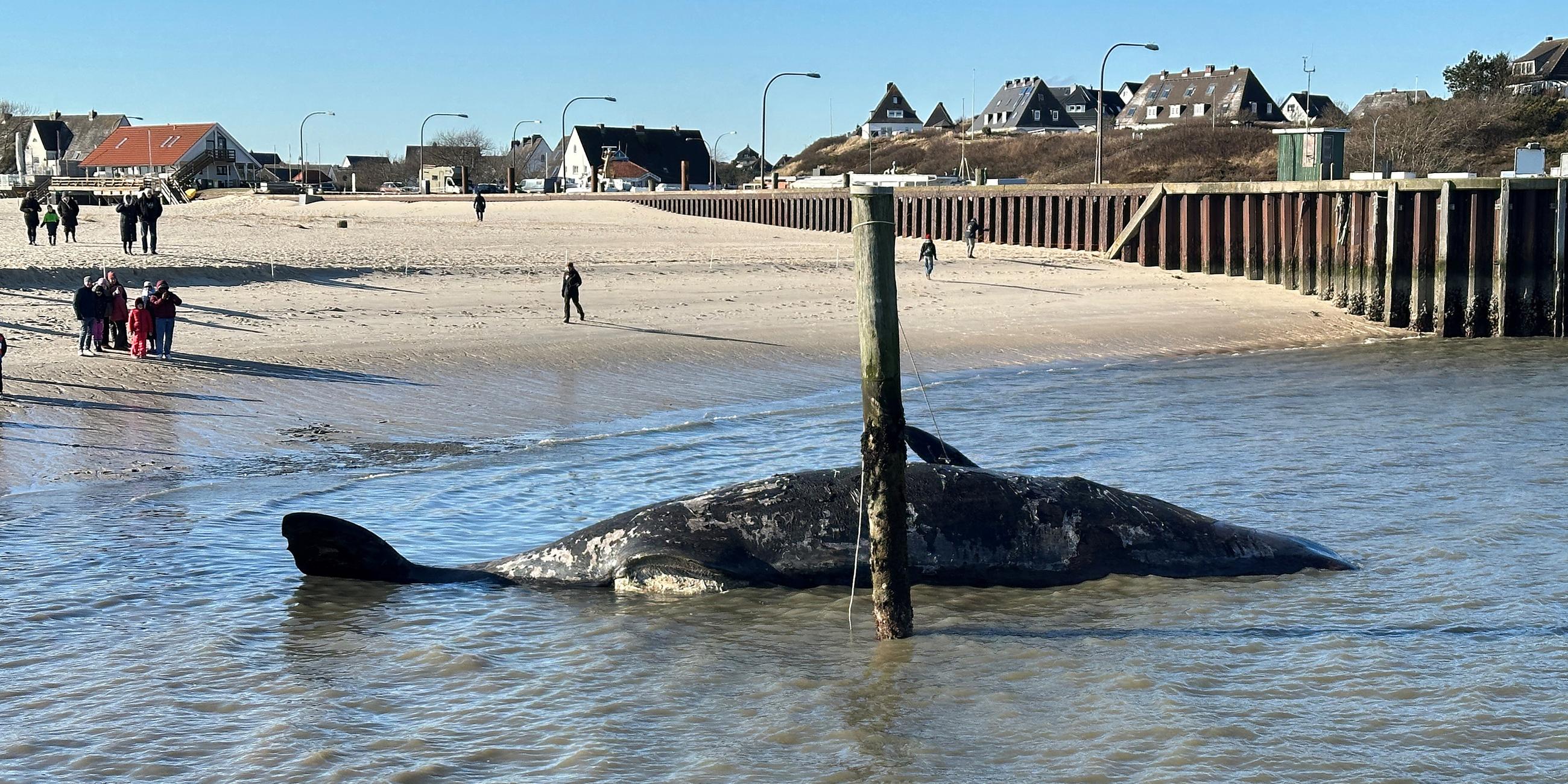 Vor Hörnum auf Sylt treibt ein toter Pottwal im Meer, aufgenommen am 16.02.2025
