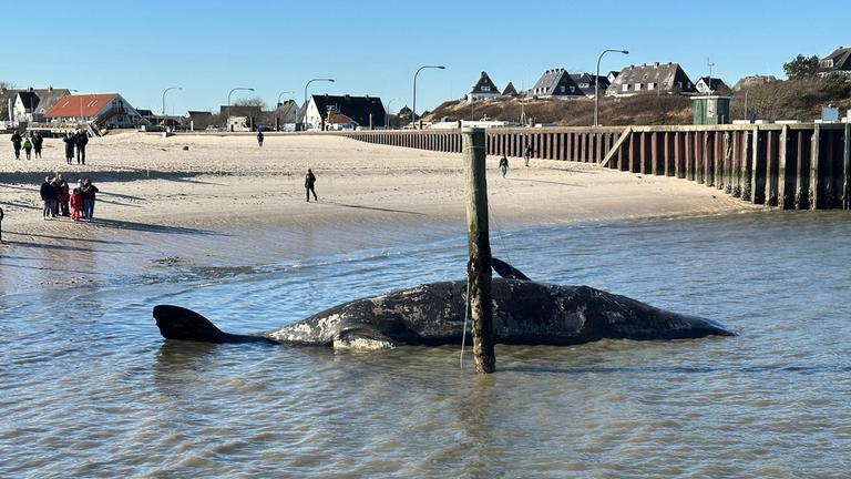 Vor Hörnum auf Sylt treibt ein toter Pottwal im Meer, aufgenommen am 16.02.2025