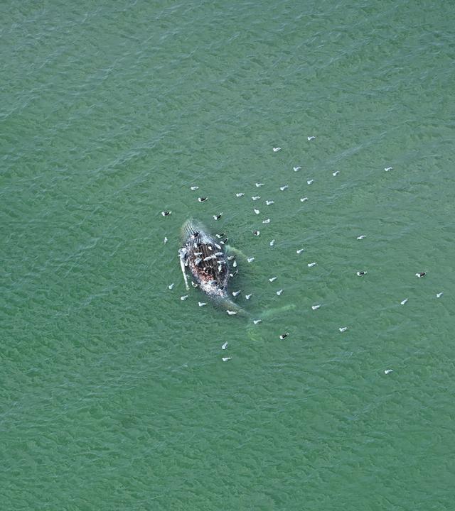 15.05.2026, Dänemark, Anholt: Ein toter Wal liegt vor der dänischen Insel Anholt.