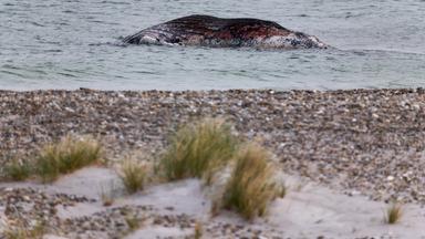 Dänemark, Anholt: Ein toter Wal liegt vor der dänischen Insel Anholt.