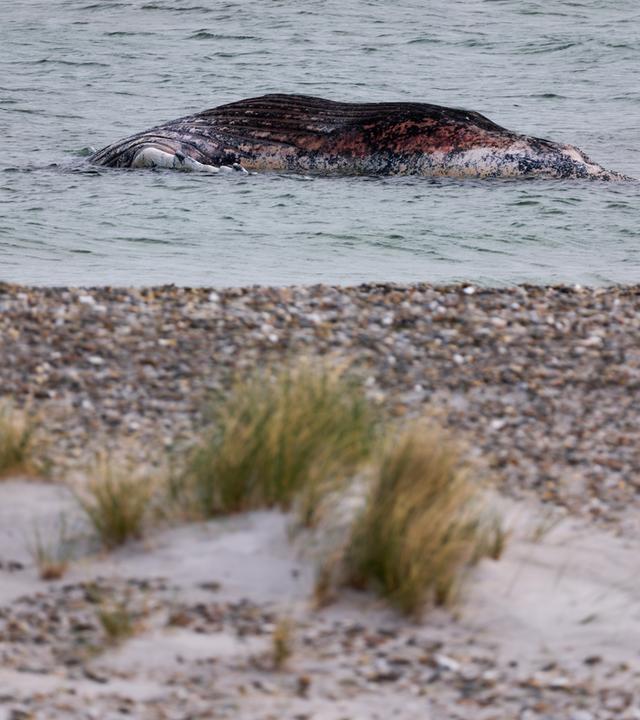 Dänemark, Anholt: Ein toter Wal liegt vor der dänischen Insel Anholt.