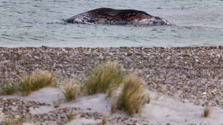 Dänemark, Anholt: Ein toter Wal liegt vor der dänischen Insel Anholt.