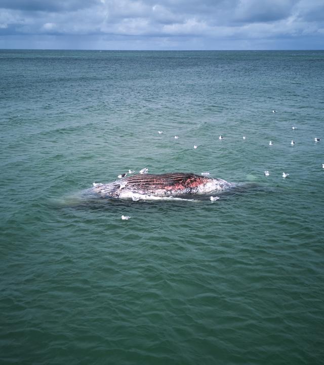 Ein toter Wal liegt vor der dänischen Insel Anholt (Aufnahme mit Drohne).