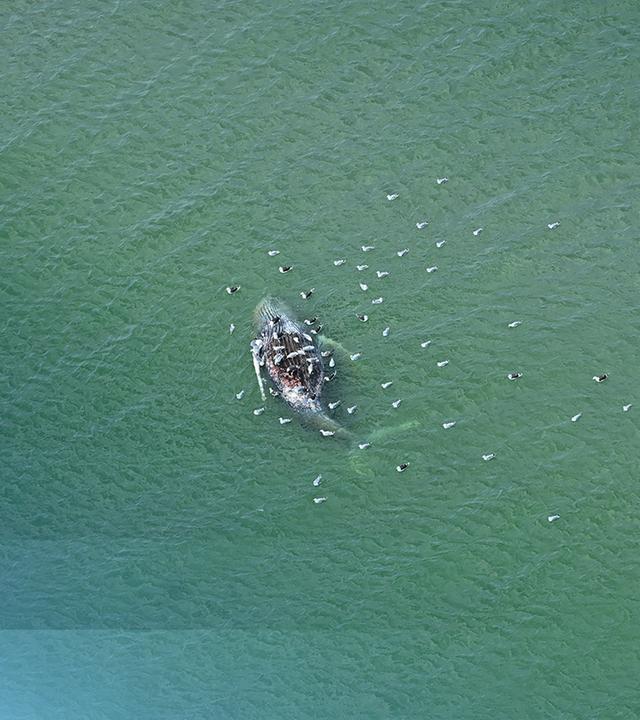 Vor der dänischen Insel Anholt ist ein toter Wal gefunden worden.