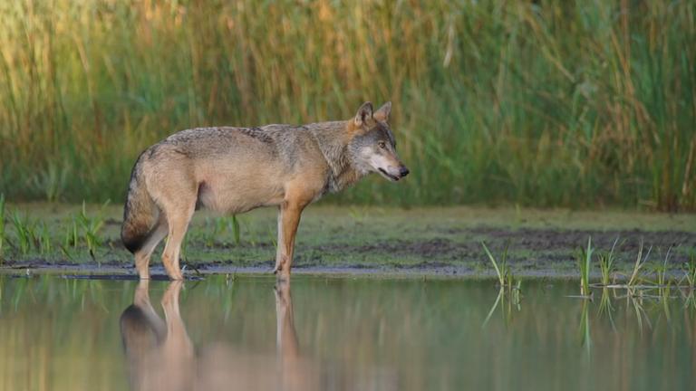 Training für Wolfsbegegnung