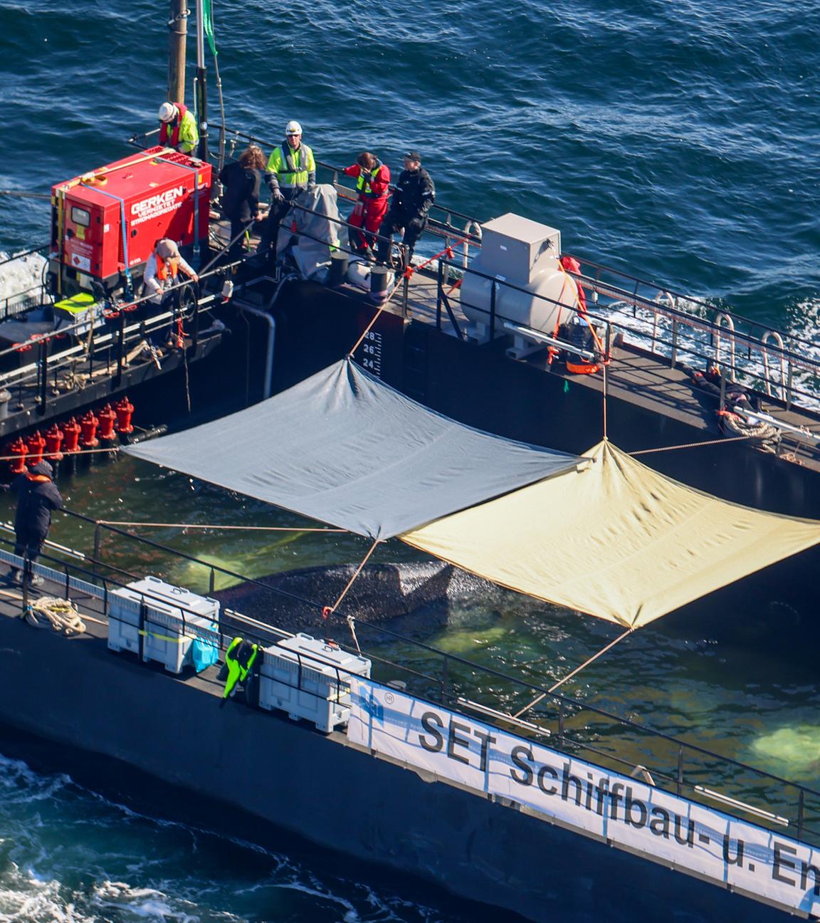Der Buckelwal wird in seiner Barge vom Schlepper Fortuna B entlang der dänischen Küste in Höhe Aarhus in Richtung Nordsee am 30.04.2026 durch die Ostsee gezogen.