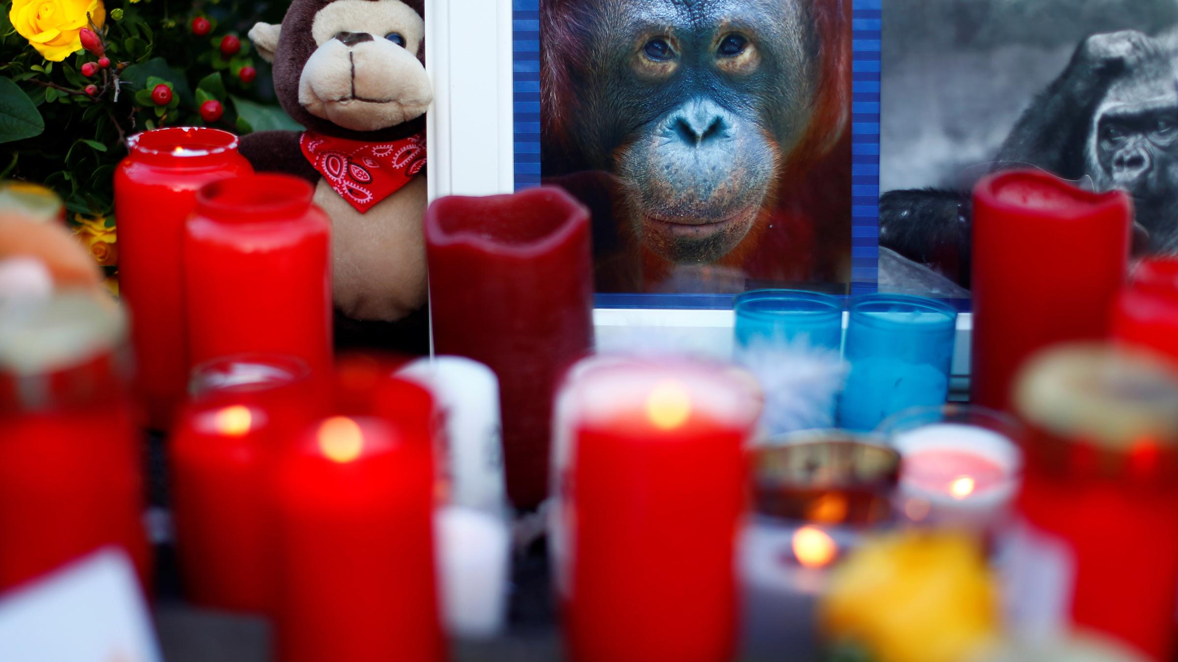 Die Bevölkerung hat Kerzen am Zoo in Krefeld aufgestellt in Trauer um die Affen.