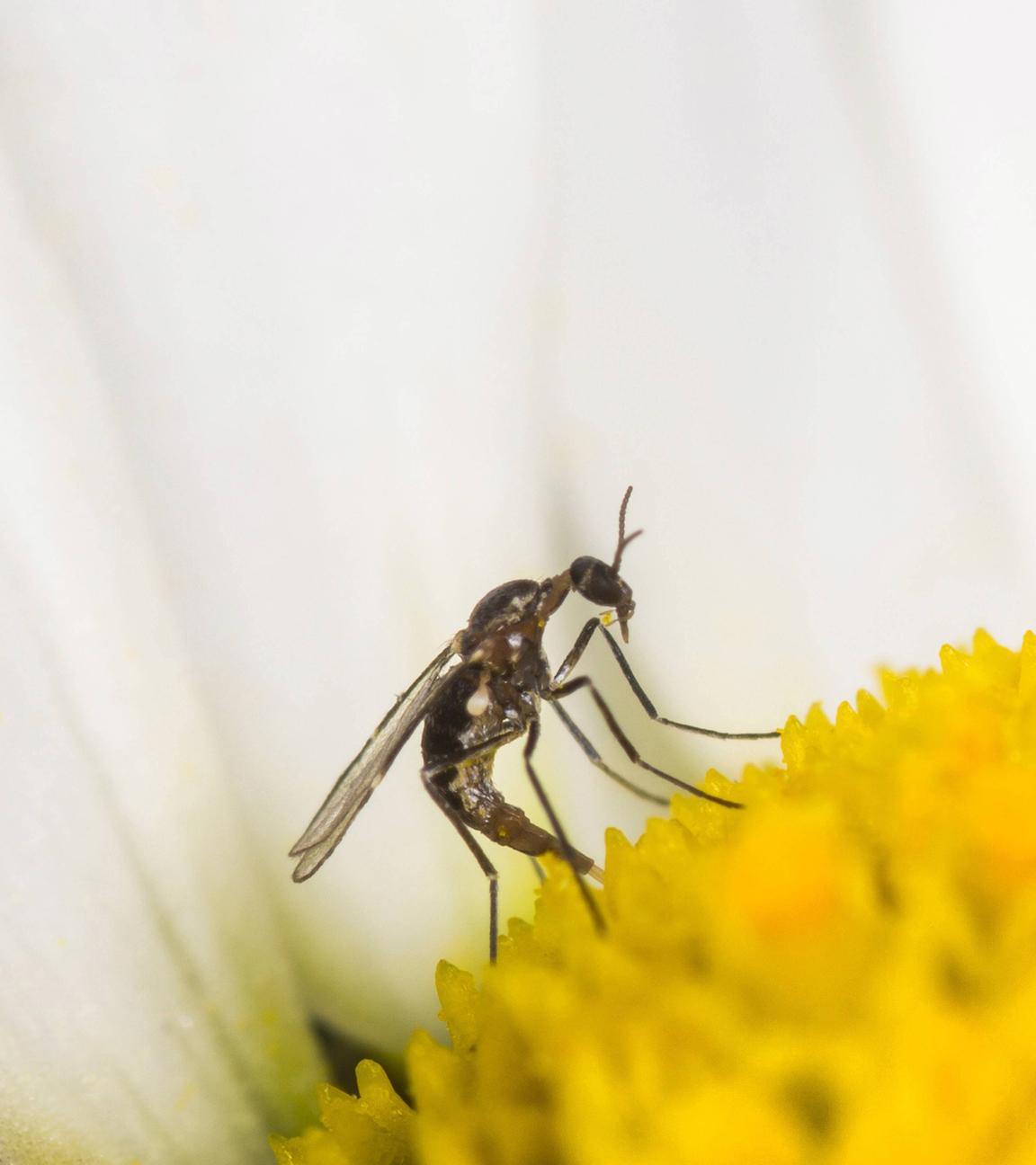 Archiv:Archiv: Trauermücke (Bradysia spec.), Weibchen bei der Eiablage auf der Blüte einer Magerwiesen-Margerite am 21.05.2014