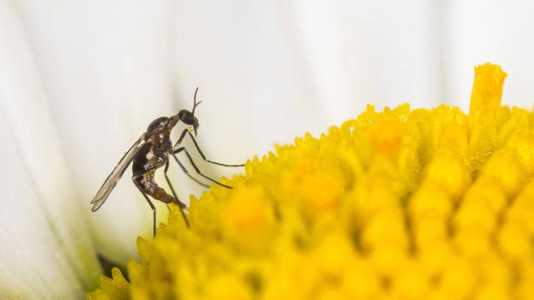 Archiv:Archiv: Trauermücke (Bradysia spec.), Weibchen bei der Eiablage auf der Blüte einer Magerwiesen-Margerite am 21.05.2014