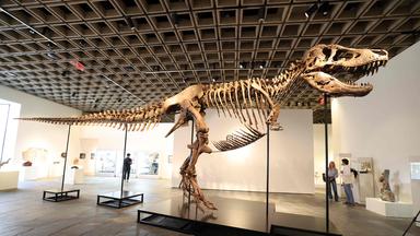 Skelett des T-Rex Gus in New York