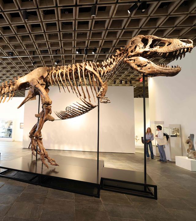 Skelett des T-Rex Gus in New York