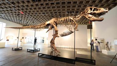 Versteigerung: T-Rex-Skelett "Gus"