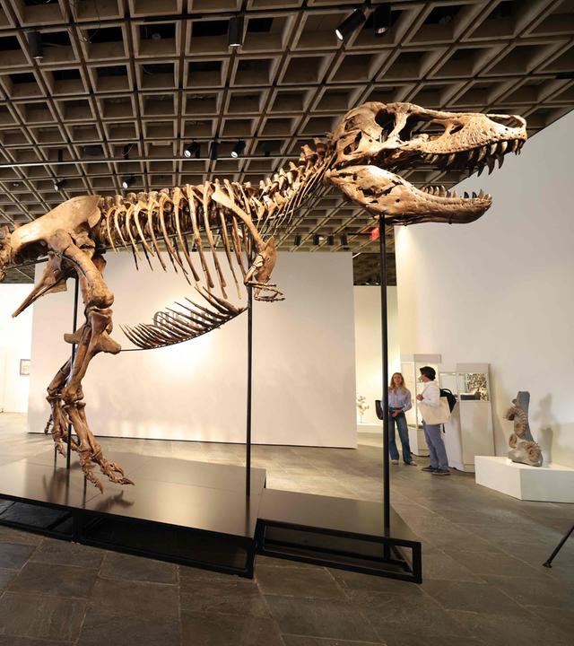 Versteigerung: T-Rex-Skelett "Gus"