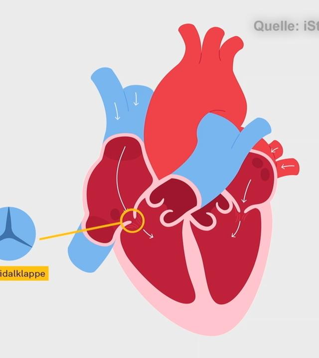 Eine visuelle Darstellung des Herzens, in der die Trikuspidalklappe gekennzeichnet ist