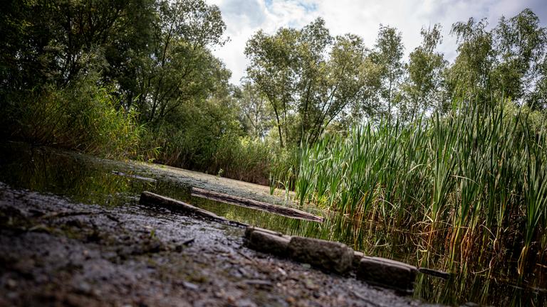 Krugpfuhl in Berlin-Pankow