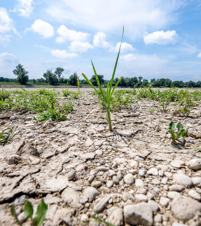 Ausgetrocknet ist eine Sandbank an der Niedrigwasser führenden Donau.