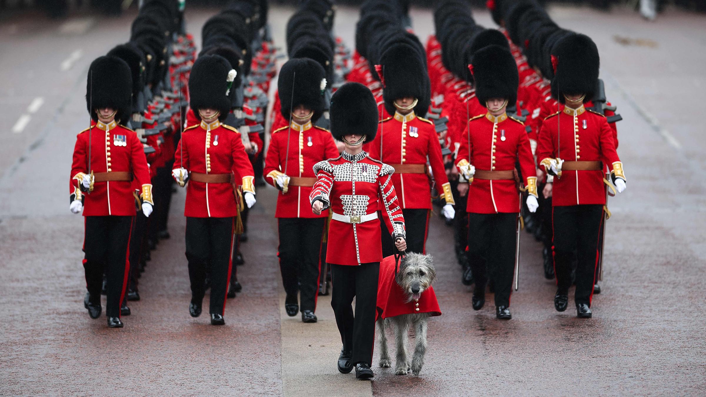 Regimentsmaskottchen Wolfshund Seamus gehört zur Irish Guard
