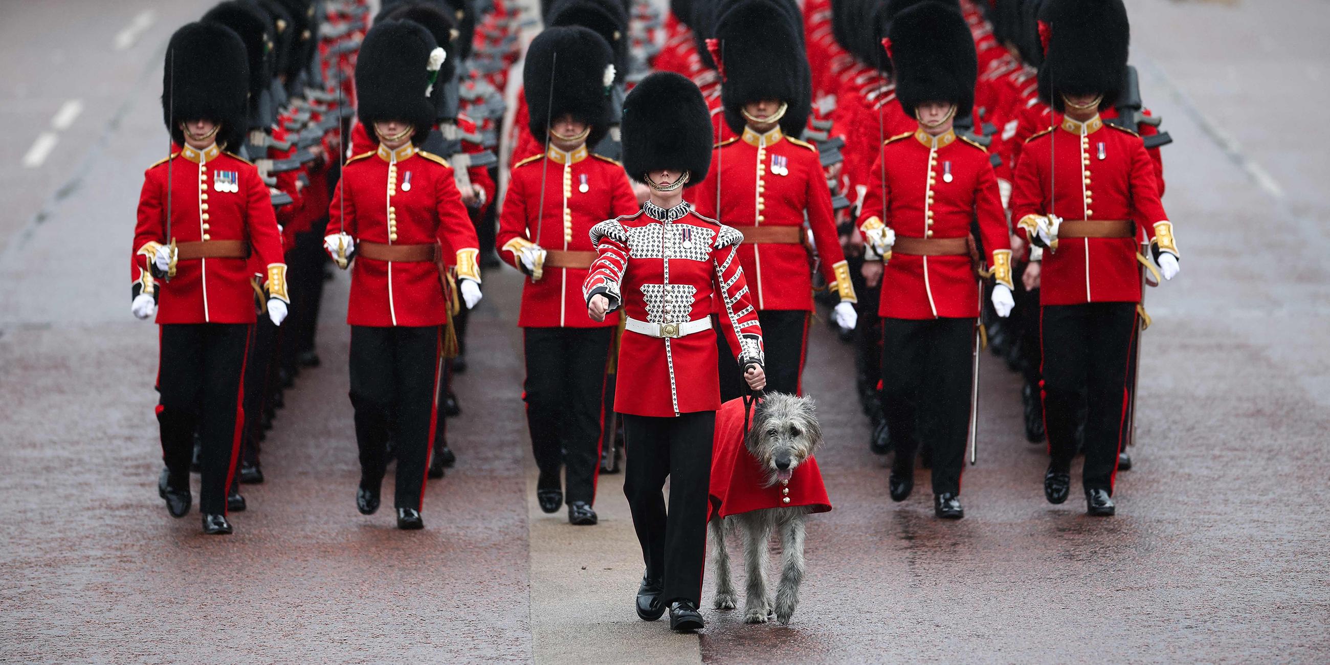 Regimentsmaskottchen Wolfshund Seamus gehört zur Irish Guard