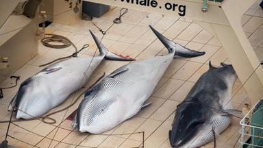 Trotz internationaler Proteste nimmt Japan den Walfang in der Antarktis wieder auf. Ein Schiff werde heute zur "Walforschung" in See stechen, teilte Japans Fischereibehörde mit.