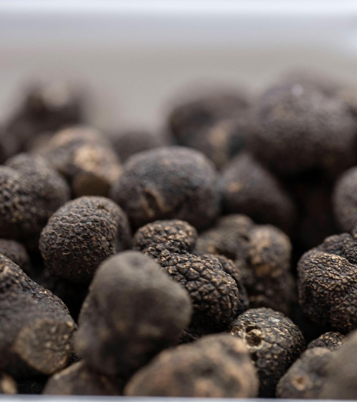 Schwarze Trüffel 