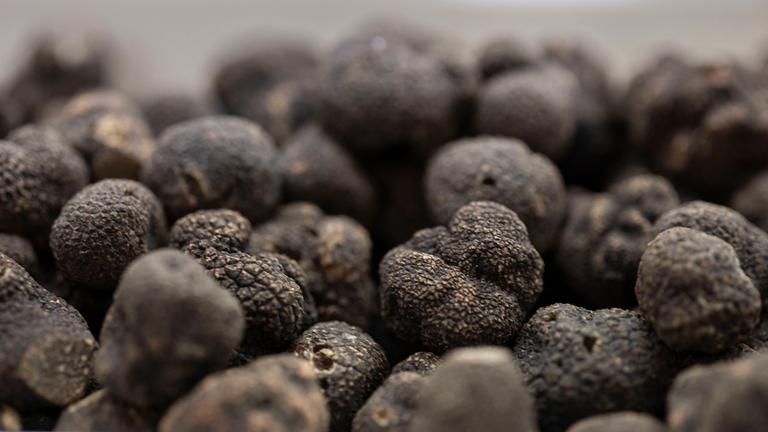 Schwarze Trüffel 