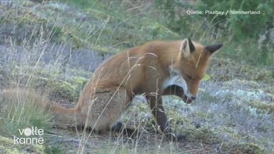 Auf dem Bild ist ein Fuchs zu sehen.