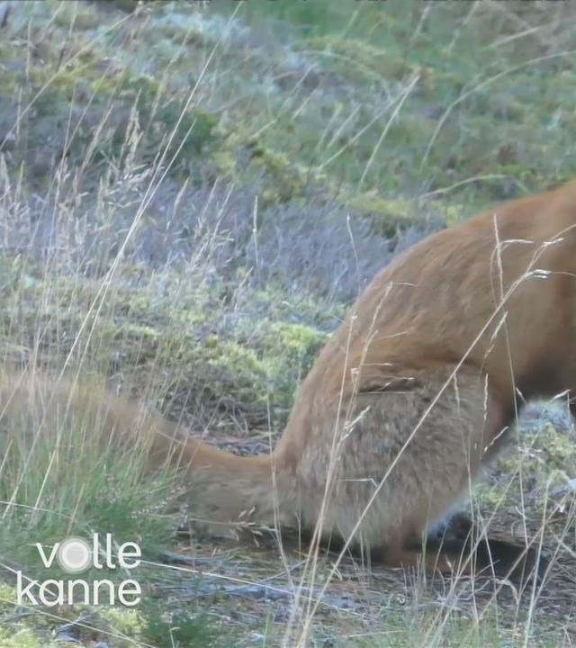 Auf dem Bild ist ein Fuchs zu sehen.