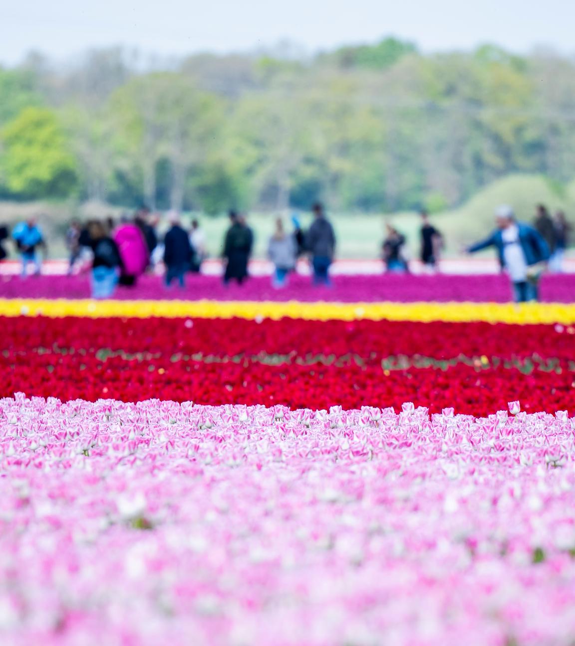 Niedersachsen, Vordorf: Tulpen wachsen auf einem Tulpenfeld im Landkreis Gifhorn. Auf etwa 40 Hektar pflanzt der Eickenhof viele Millionen Tulpen für die Tulpenzwiebelvermehrung an und sorgt für bunte Felder.