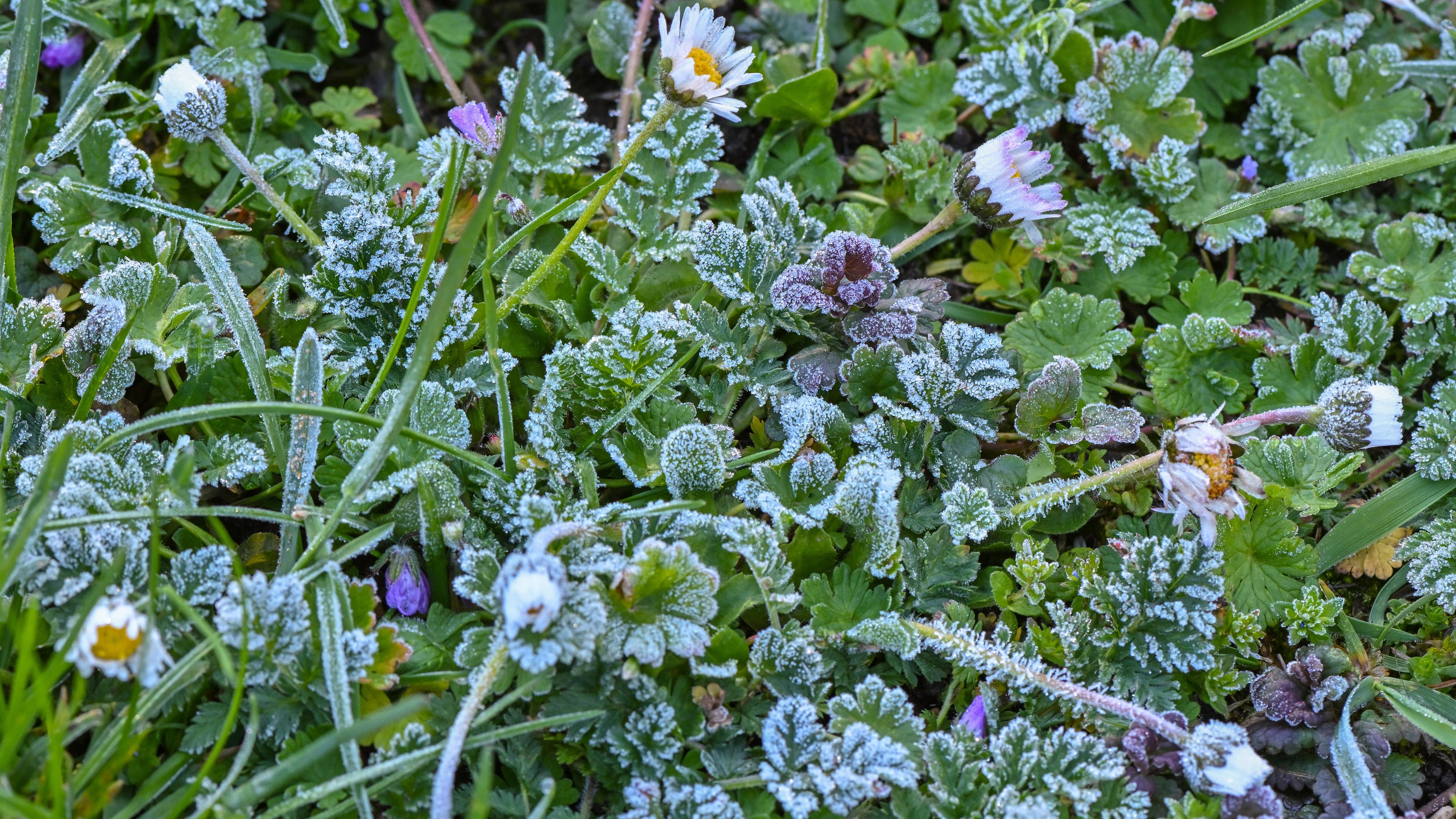 Raureif bedeckt Pflanzen auf einer Wiese in einem Garten am 21.04.2024.