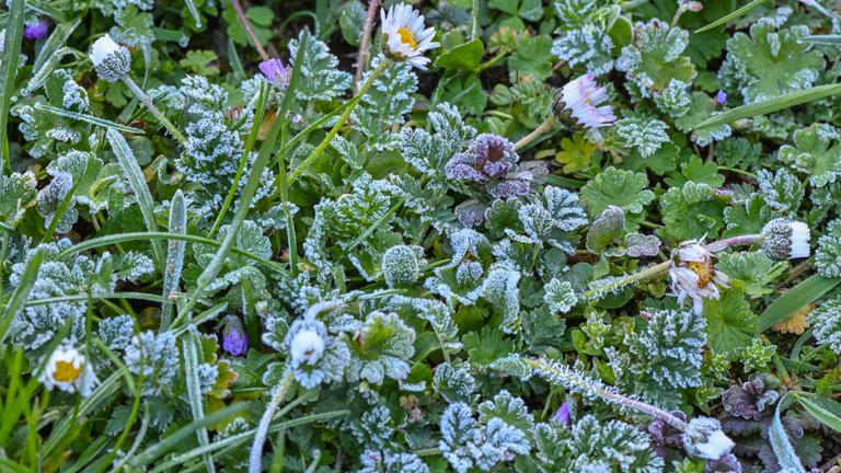 Raureif bedeckt Pflanzen auf einer Wiese in einem Garten am 21.04.2024.