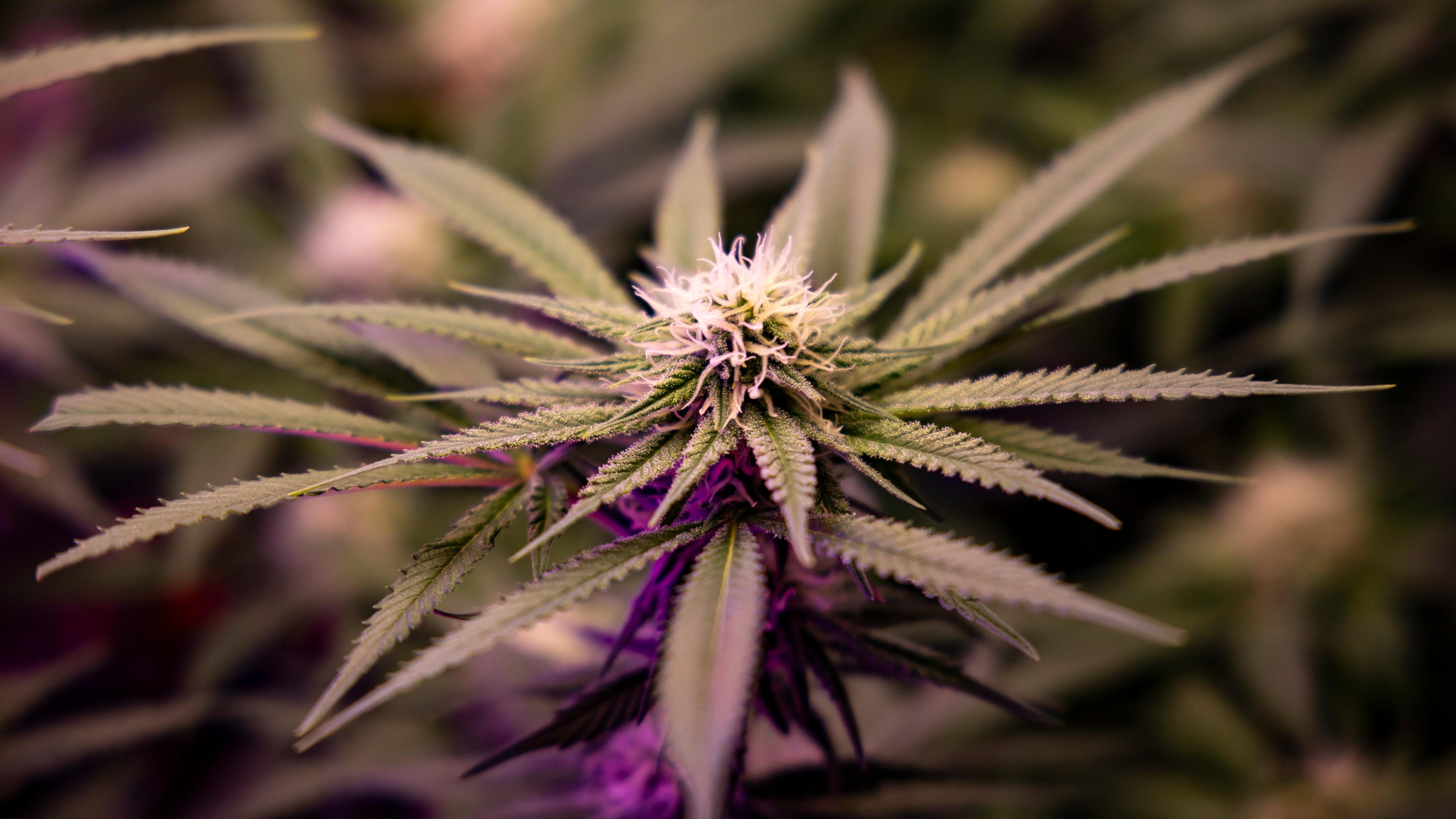 Typical: Cannabis