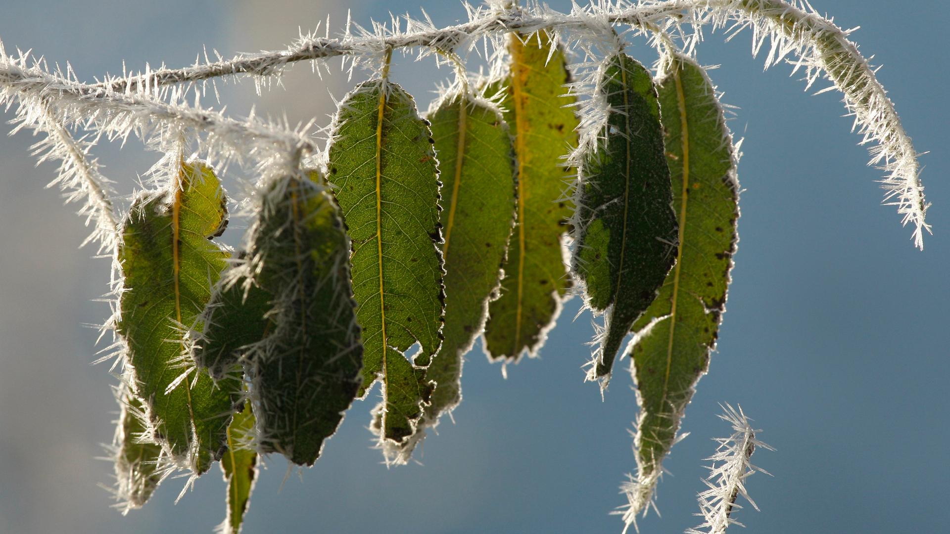 Typical: Blätter im Frost