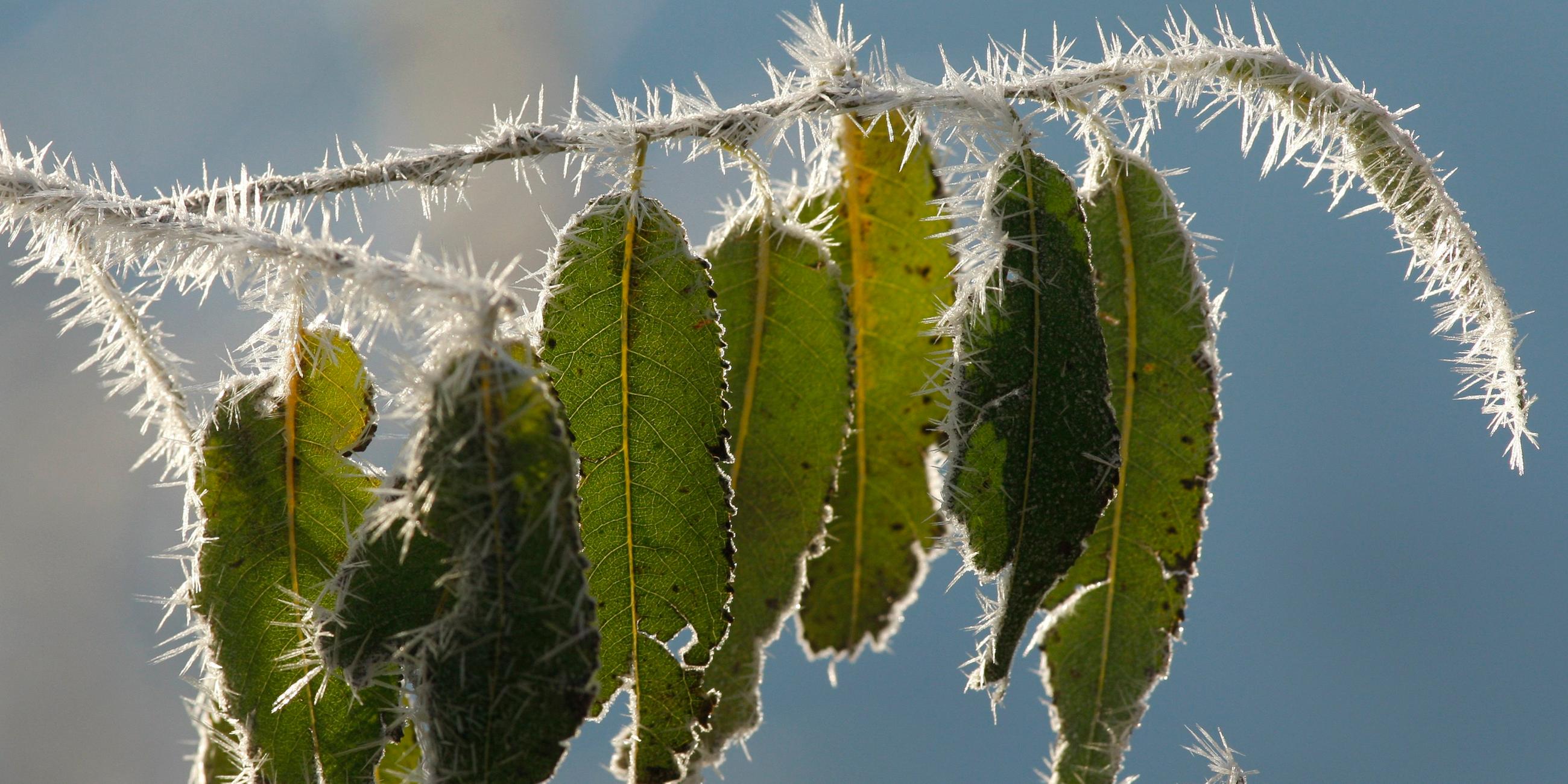 Typical: Blätter im Frost