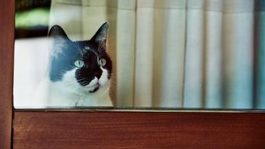 Typical: Hauskatze