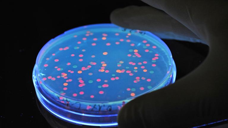 Typical: Salmonellen