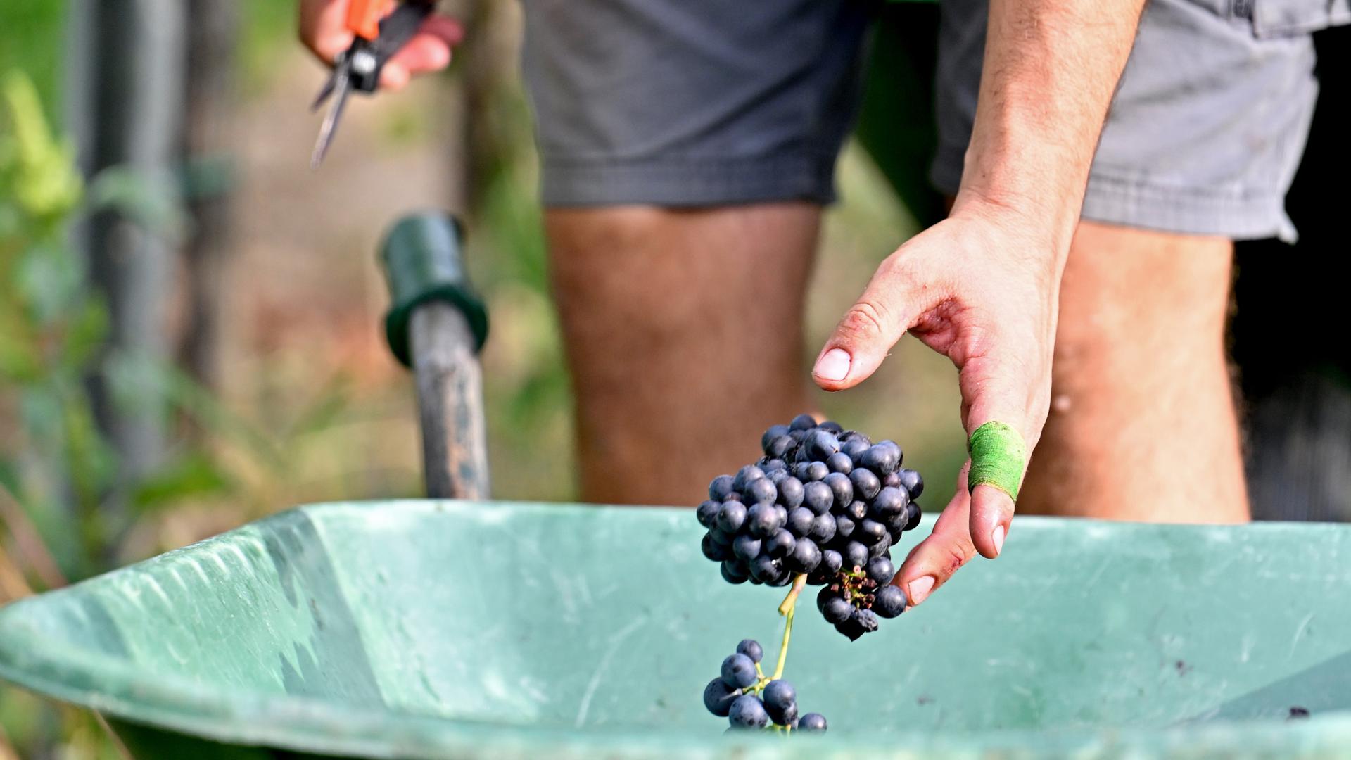  Ein Arbeiter bei der Weinlese. (Symbolbild)
