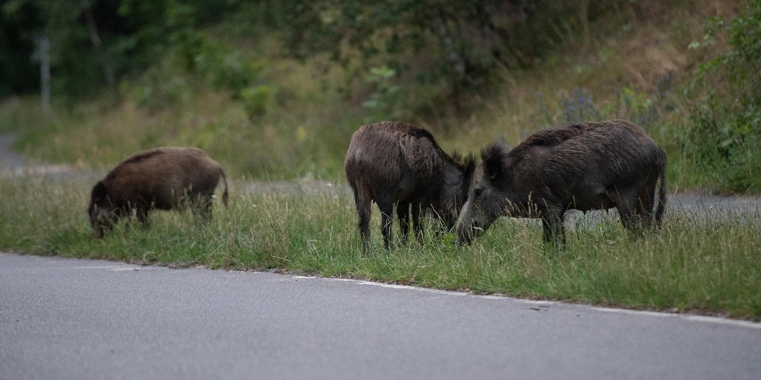 Typical: Wildschwein