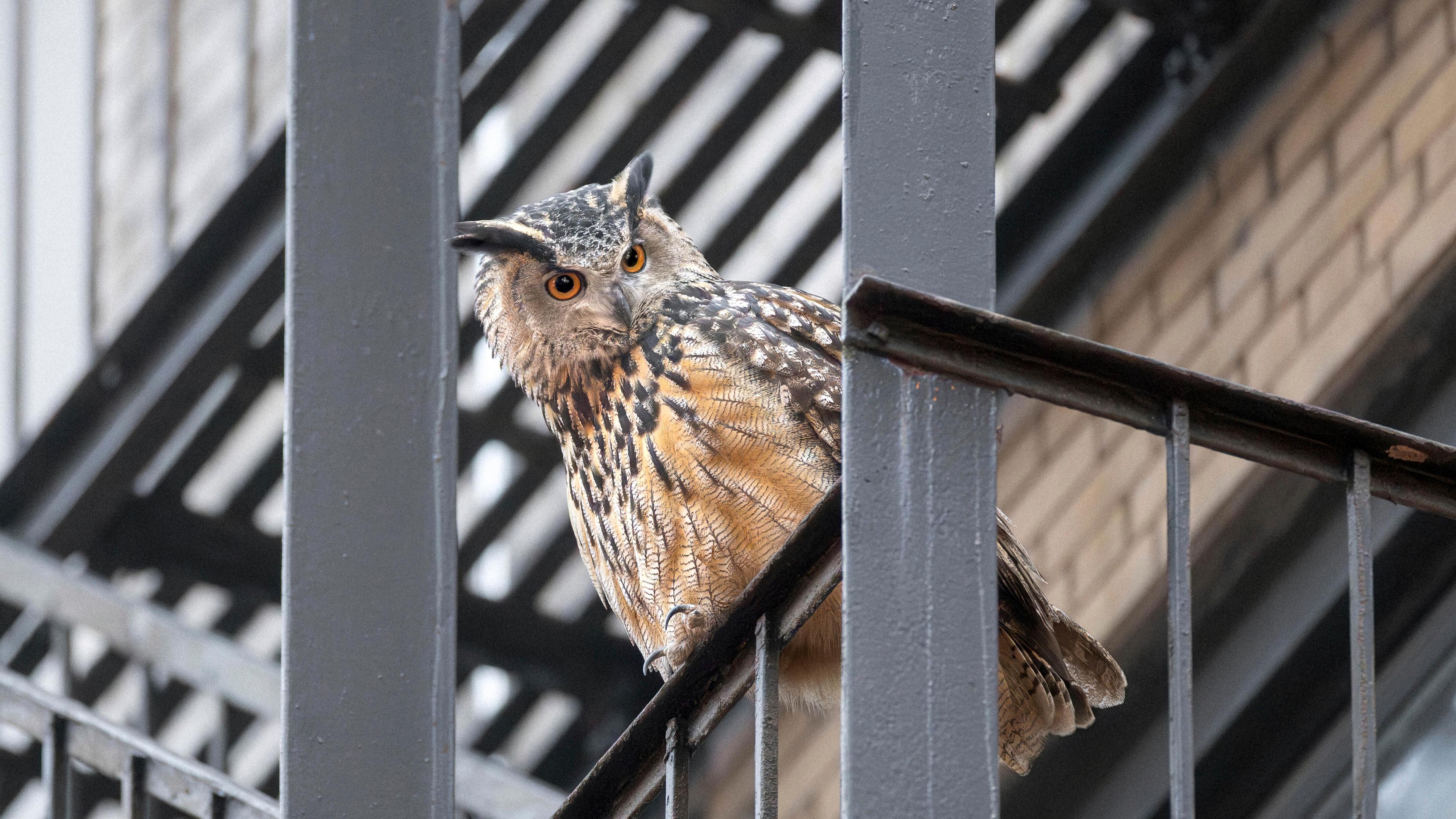Uhu Flaco sitzt auf einem Balkon-Geländer in New York City.