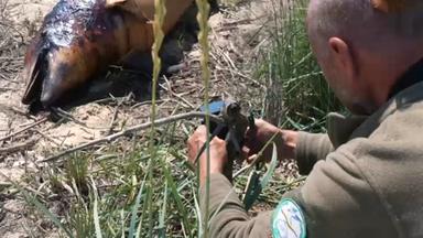 Ein toter Delfin liegt in der Ukraine am schwarzen Meer auf dem Strand.