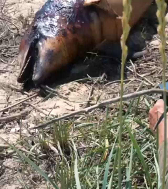 Ein toter Delfin liegt in der Ukraine am schwarzen Meer auf dem Strand.