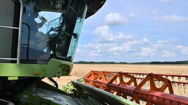 A combine harvester driver drinks as he drives a combine harvesting wheat on a farm field near Malopolovetske village, some a hundred kilometers from Kyiv on July 19, 2024, amid Russian invasion in Ukraine. 