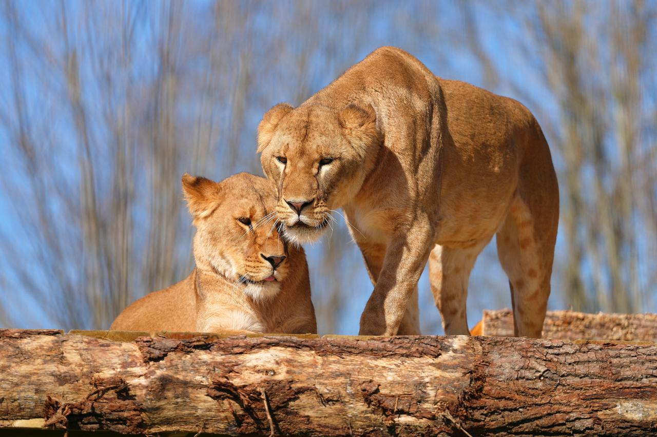 Großbritannien, Ashford: Die aus der Ukraine geretteten Löwenschwestern Amani und Lira haben sich  in der Big Cat Sanctuary in der Nähe von Ashford in Kent, England, in ihrem neuen Zuhause eingerichtet.