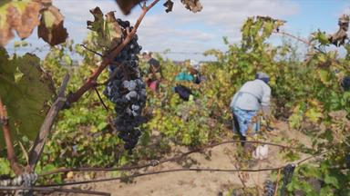 Weinlese im Krieg in der Ukraine