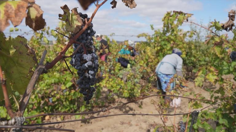 Weinlese im Krieg in der Ukraine