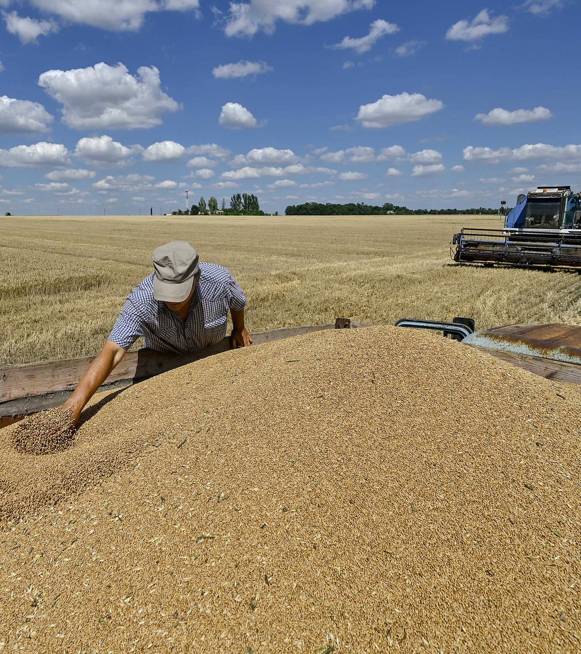 Ein Mann erntet Winterweizen in der nördlichen Region Saporischschja in der Ukraine am 29.06.2024