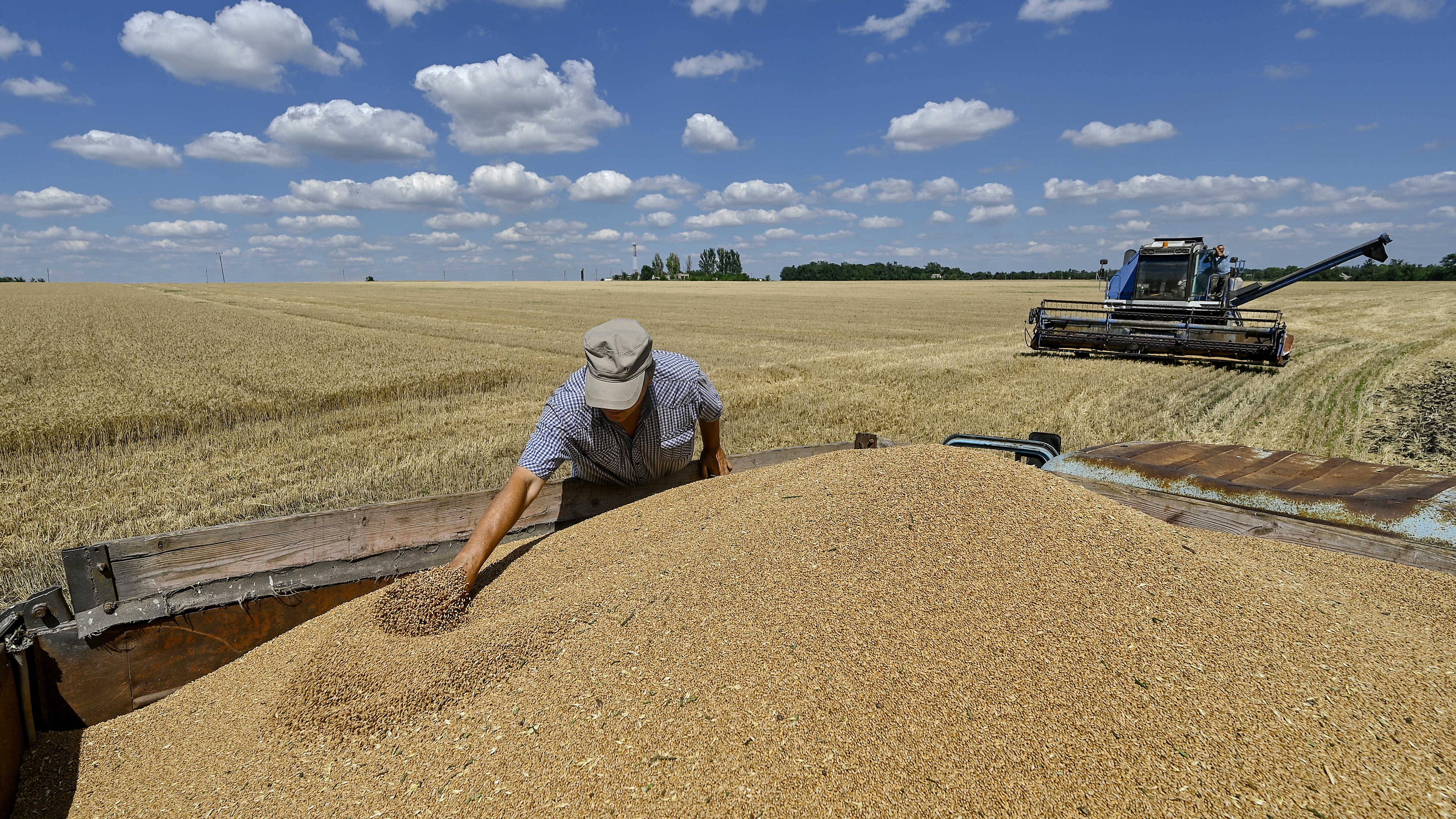 Ein Mann erntet Winterweizen in der nördlichen Region Saporischschja in der Ukraine am 29.06.2024