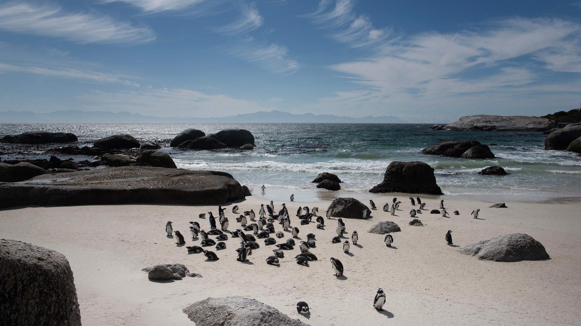 Pinguine an einem Strand in Simon's Town in der Nähe von Kapstadt, Südafrika.